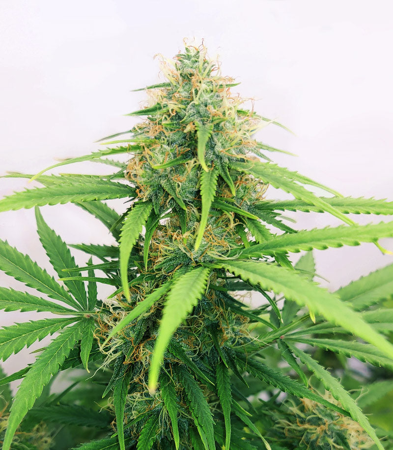 Orange Buddy Auto Cannabispflanze – Herbies Seeds, Foto 3