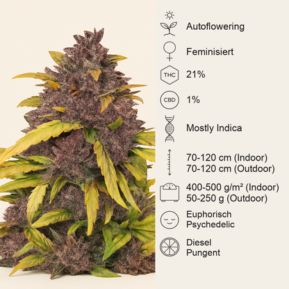 LSD-25 Auto feminisierte Samen