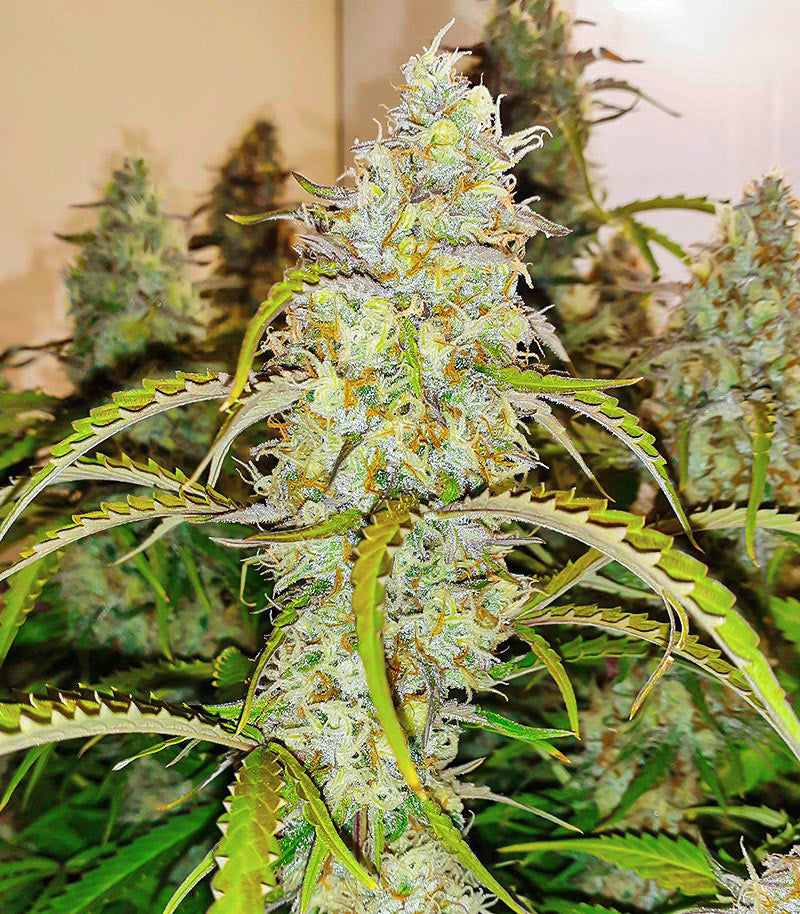 Black Herer Autoflower Cannabispflanze – EGS, Foto 3