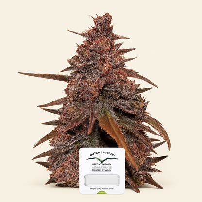 CBD Auto Blackberry Kush (Dutch Passion)