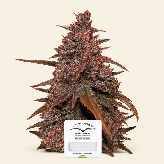 CBD Auto Blackberry Kush (Dutch Passion)