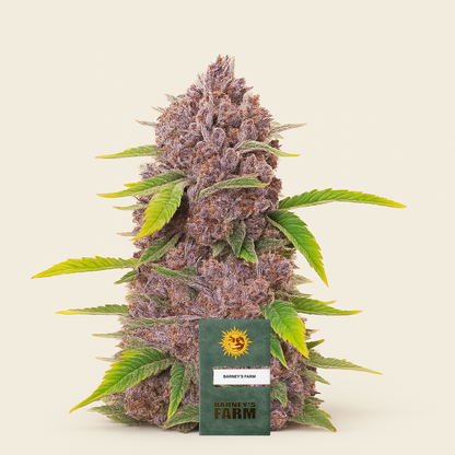 Runtz feminisierte Samen (Barney’s Farm)