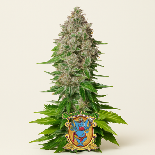 Jack 47 F1 Fast Version (Sweet Seeds) Cannabis-Samen
