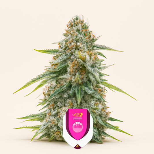 Cherry Pie Auto feminisierte Samen (Royal Queen Seeds)