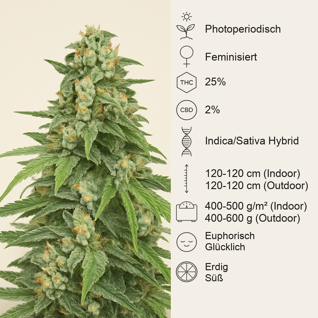 Dozy Cookies feminisierte Samen (AlphaFem Seeds)
