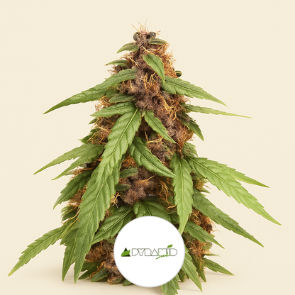 Auto Super OG Kush (Pyramid Seeds) Cannabis-Samen