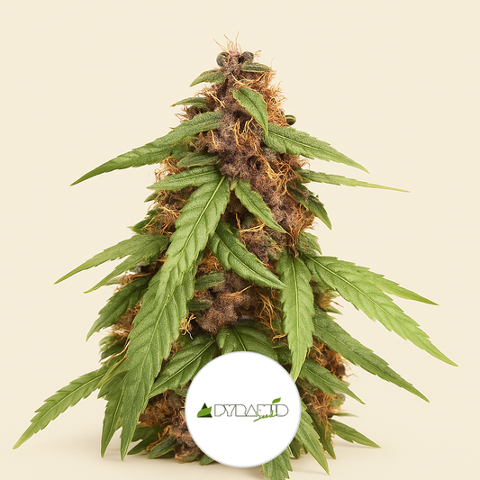 Auto Super OG Kush (Pyramid Seeds) Cannabis-Samen