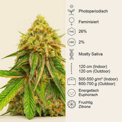 Watermelon Z Fast Version feminisierte Samen (EGS)