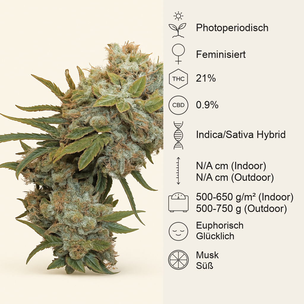Cream 47 (Sweet Seeds) Cannabis-Samen