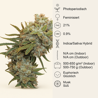 Cream 47 (Sweet Seeds) Cannabis-Samen