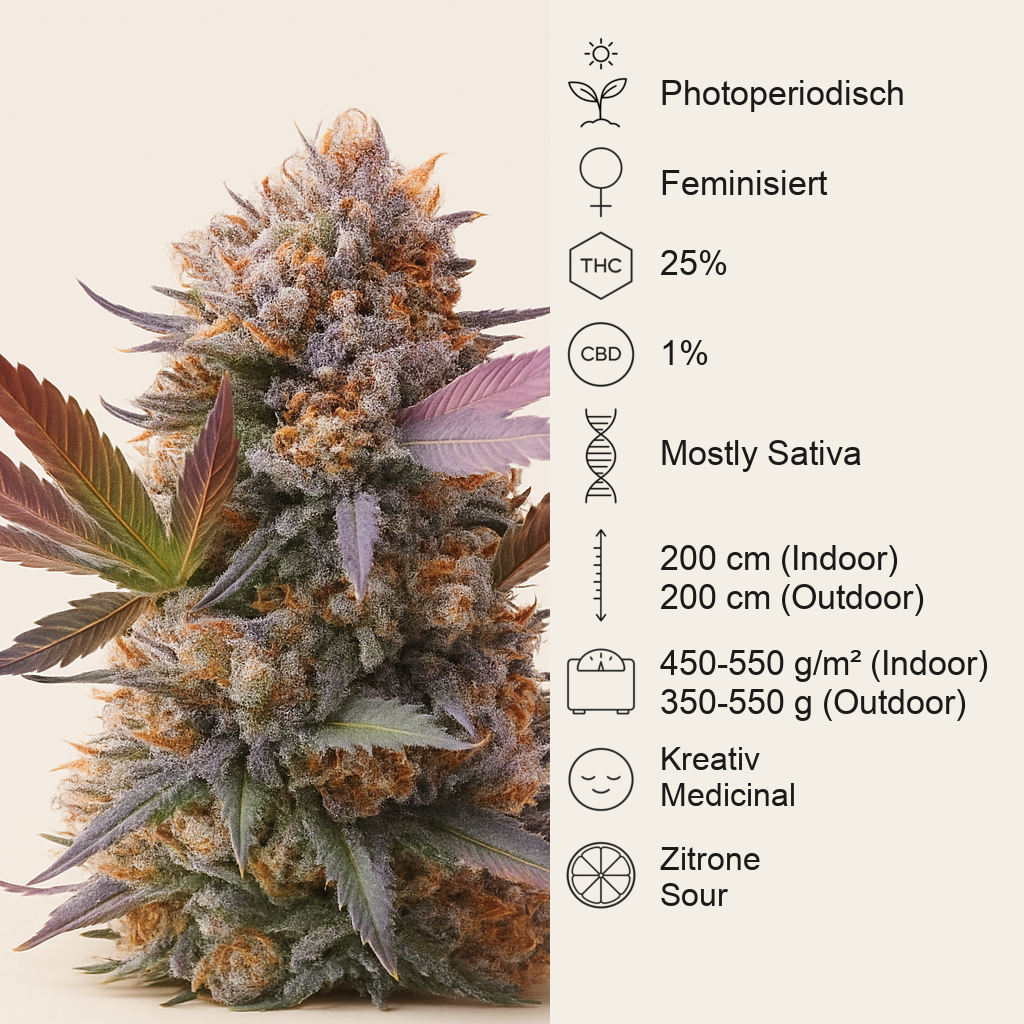 Purple Lemonade Fast Flowering feminisierte Samen (Fast Buds)