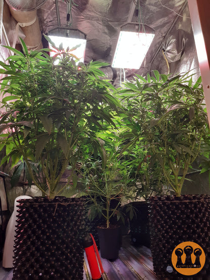 Skywalker Haze Cannabispflanze – Dutch Passion, Foto 1