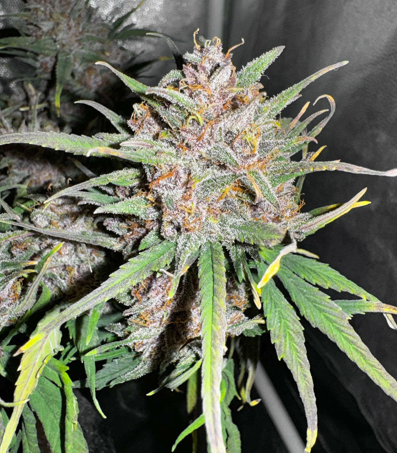 Tropicana Cookies Auto Cannabispflanze – Fast Buds, Foto 4