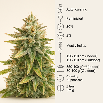 Ghost Chem OG Autoflower feminisierte Samen (Seedkeepers)