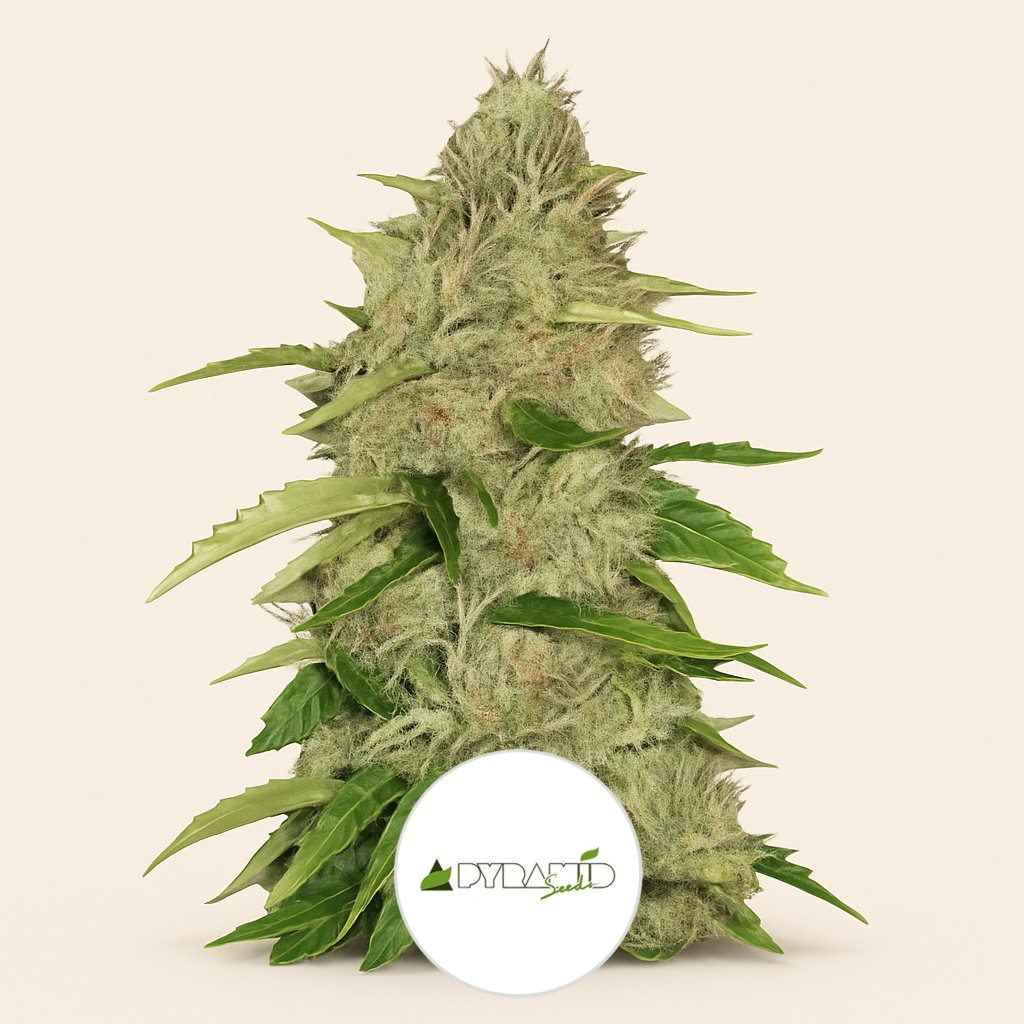 Nefertiti (Pyramid Seeds) Cannabis-Samen