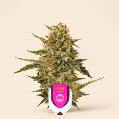 Mother Gorilla (Royal Madre) (RQS) Cannabis-Samen