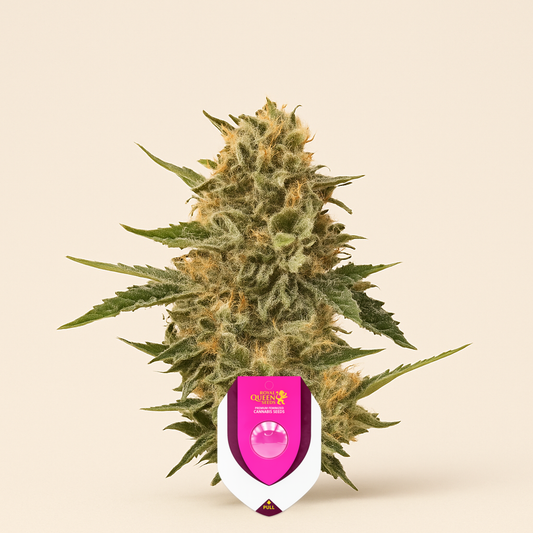 Mother Gorilla (Royal Madre) (RQS) Cannabis-Samen