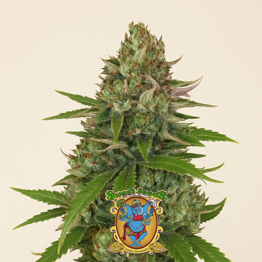 Sweet Pure Auto CBD (Sweet Seeds) Cannabis-Samen