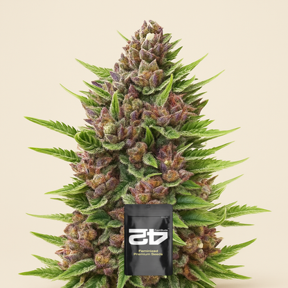 Strawberry Pie Auto Samen feminisiert (Fast Buds)