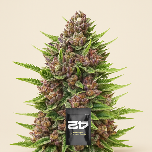 Strawberry Pie Auto Samen feminisiert (Fast Buds)