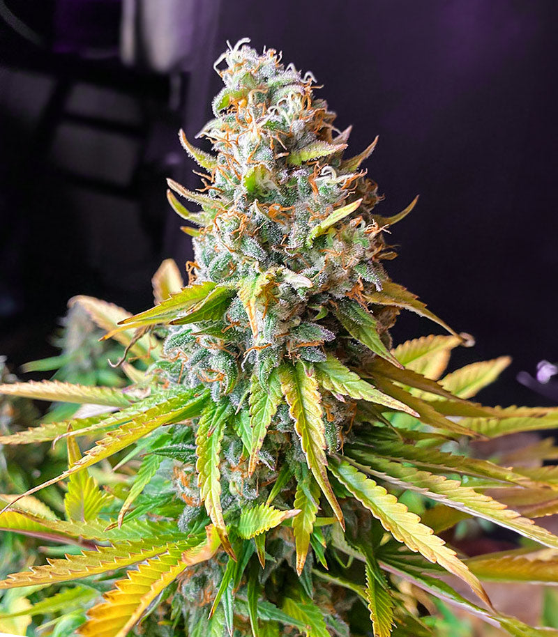 AK 47 Fast Version Cannabispflanze – EGS, Foto 3