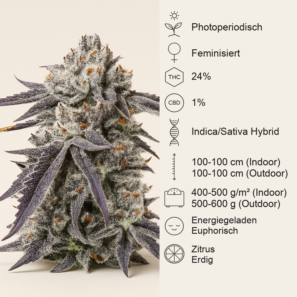 Sour Mac F1 feminisierte Samen (Seedkeepers)