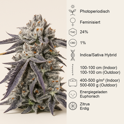 Sour Mac F1 feminisierte Samen (Seedkeepers)