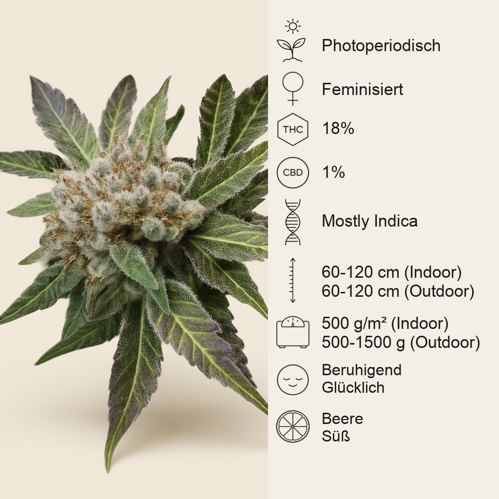Blue Pyramid (Pyramid Seeds) Cannabis-Samen