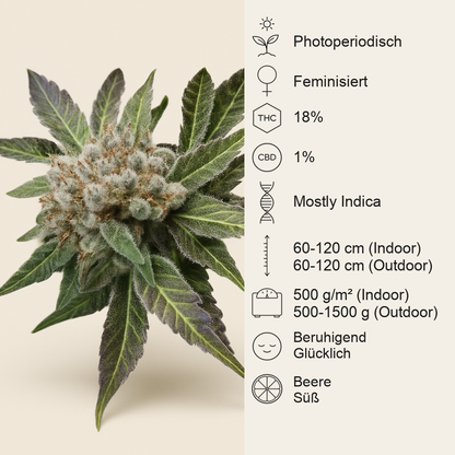 Blue Pyramid (Pyramid Seeds) Cannabis-Samen