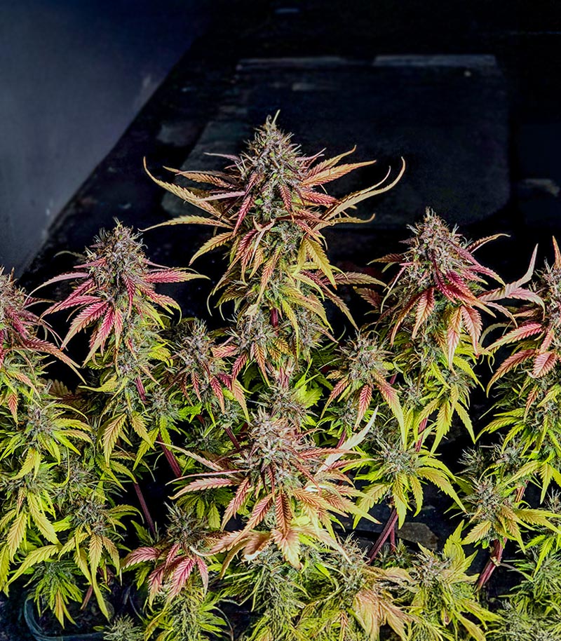 Lemon Cherry Cookies Auto Cannabispflanze – Fast Buds, Foto 1