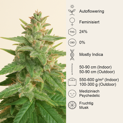 Big Bud Auto-Samen (Herbies Seeds)