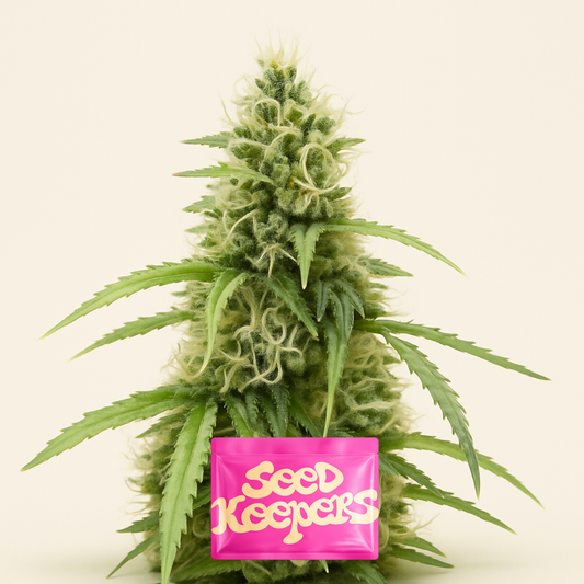 Also Know 47 Autoflower feminisierte Samen (Seedkeepers)