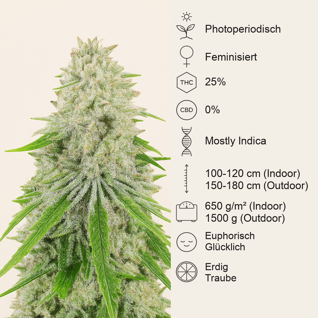 Purple Punch x Lemon Drizzle feminisierte Samen (Barney’s Farm)