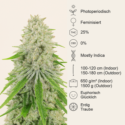 Purple Punch x Lemon Drizzle feminisierte Samen (Barney’s Farm)