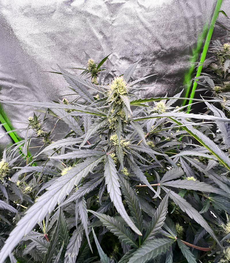 Auto GG#4 Original Glue F1 Cannabispflanze – Seedkeepers, Foto 5