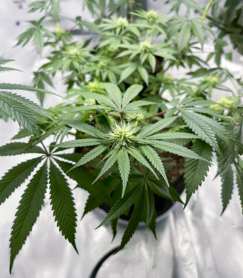 Florida Sunrise Autoflower Cannabispflanze – Seedkeepers, Foto 4