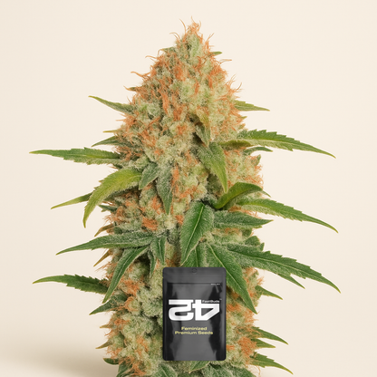Z Auto (Fast Buds) Cannabis-Samen