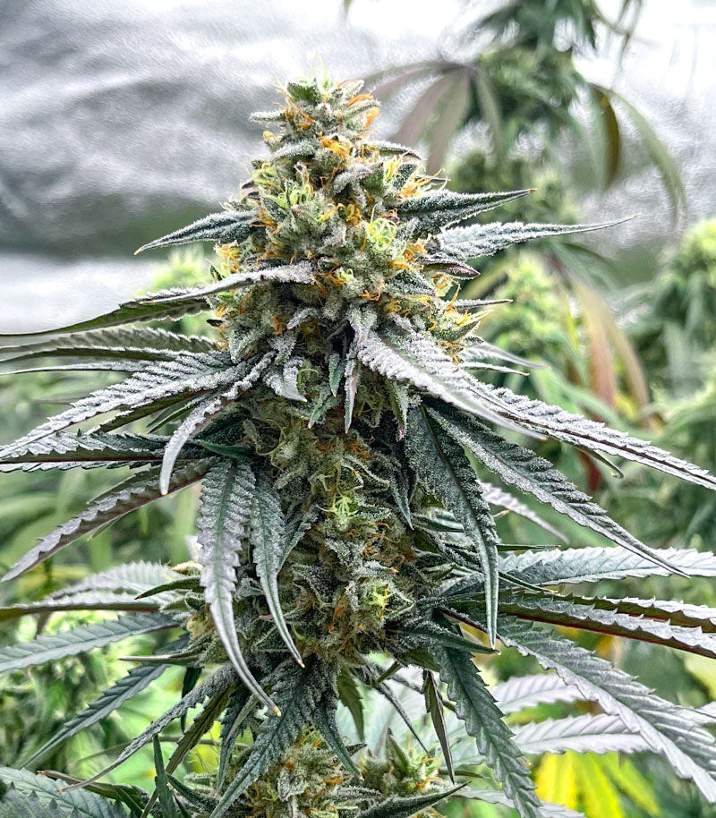 Jelly Donutz Autoflower Cannabispflanze – Humboldt Seed Company, Foto 2