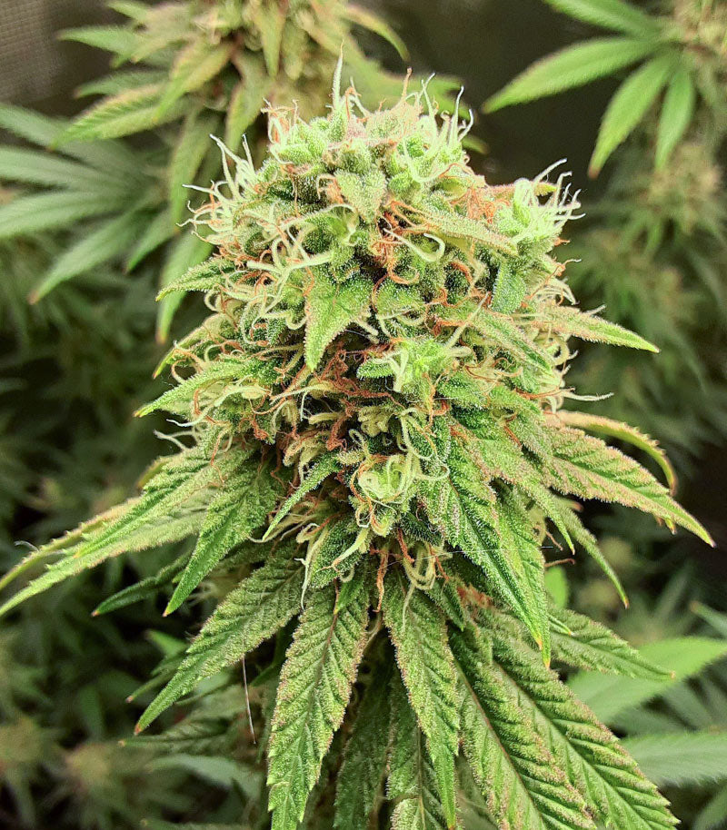 Tropicanna Banana Cannabispflanze – Barney's Farm, Foto 2