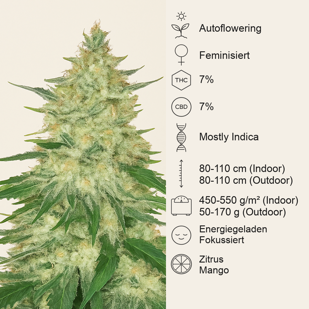 CBD Auto 1:1 (CBD Crack) Cannabis-Samen