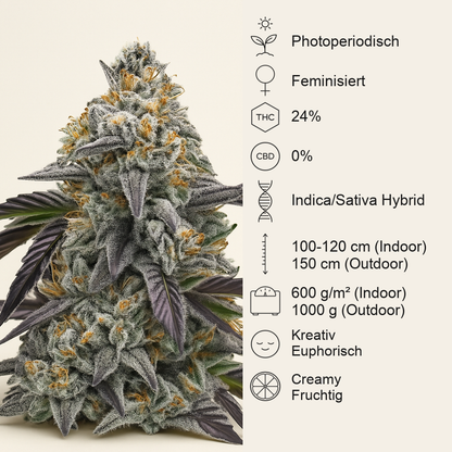 Rainbow Sherbet feminisierte Samen (Barney's Farm)