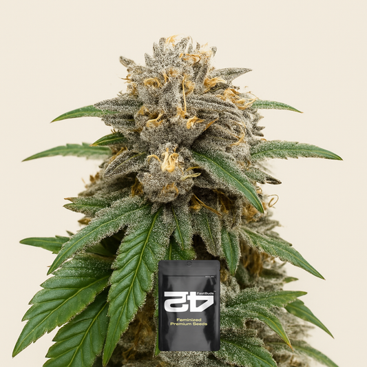 Papaya Sherbet (Fast Buds)