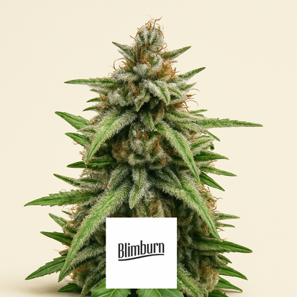 GG#4 Original Glue (BlimBurn Seeds) Cannabis-Samen