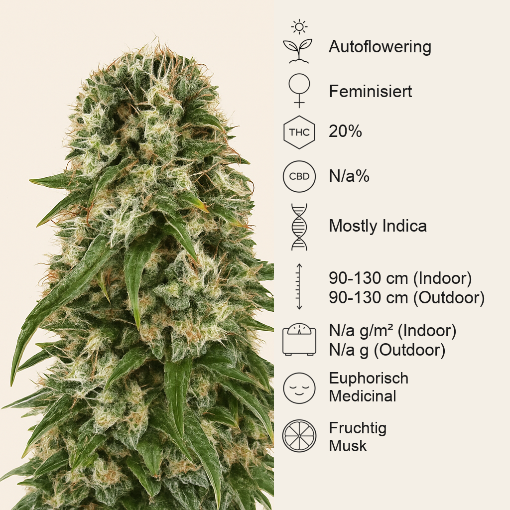 Big Bud Automatic (Sensi Seeds) Cannabis-Samen