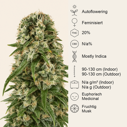 Big Bud Automatic (Sensi Seeds) Cannabis-Samen