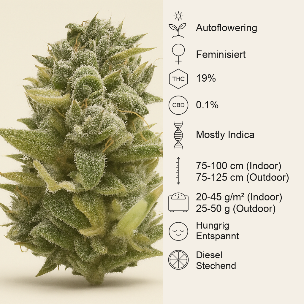OG Kush Auto (Humboldt Seeds Organization) Cannabis-Samen