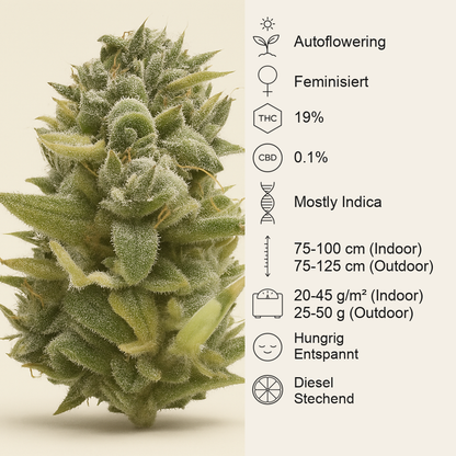 OG Kush Auto (Humboldt Seeds Organization) Cannabis-Samen