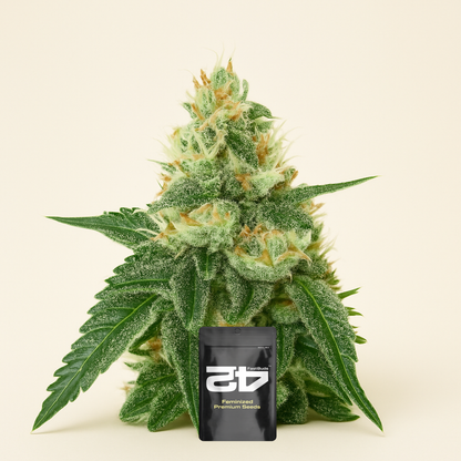 Lemon Mandarin (Fast Buds)