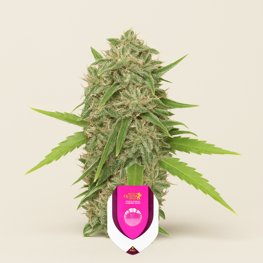 Skunk XL (RQS) Cannabis-Samen