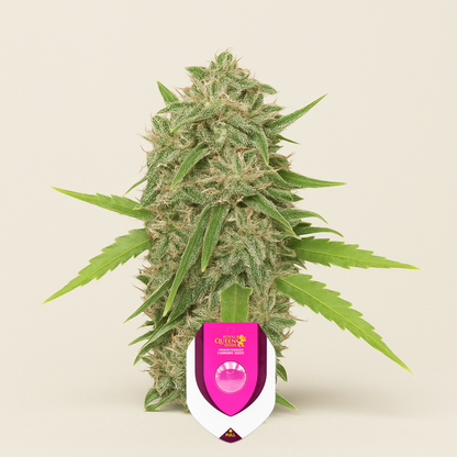 Skunk XL (RQS) Cannabis-Samen